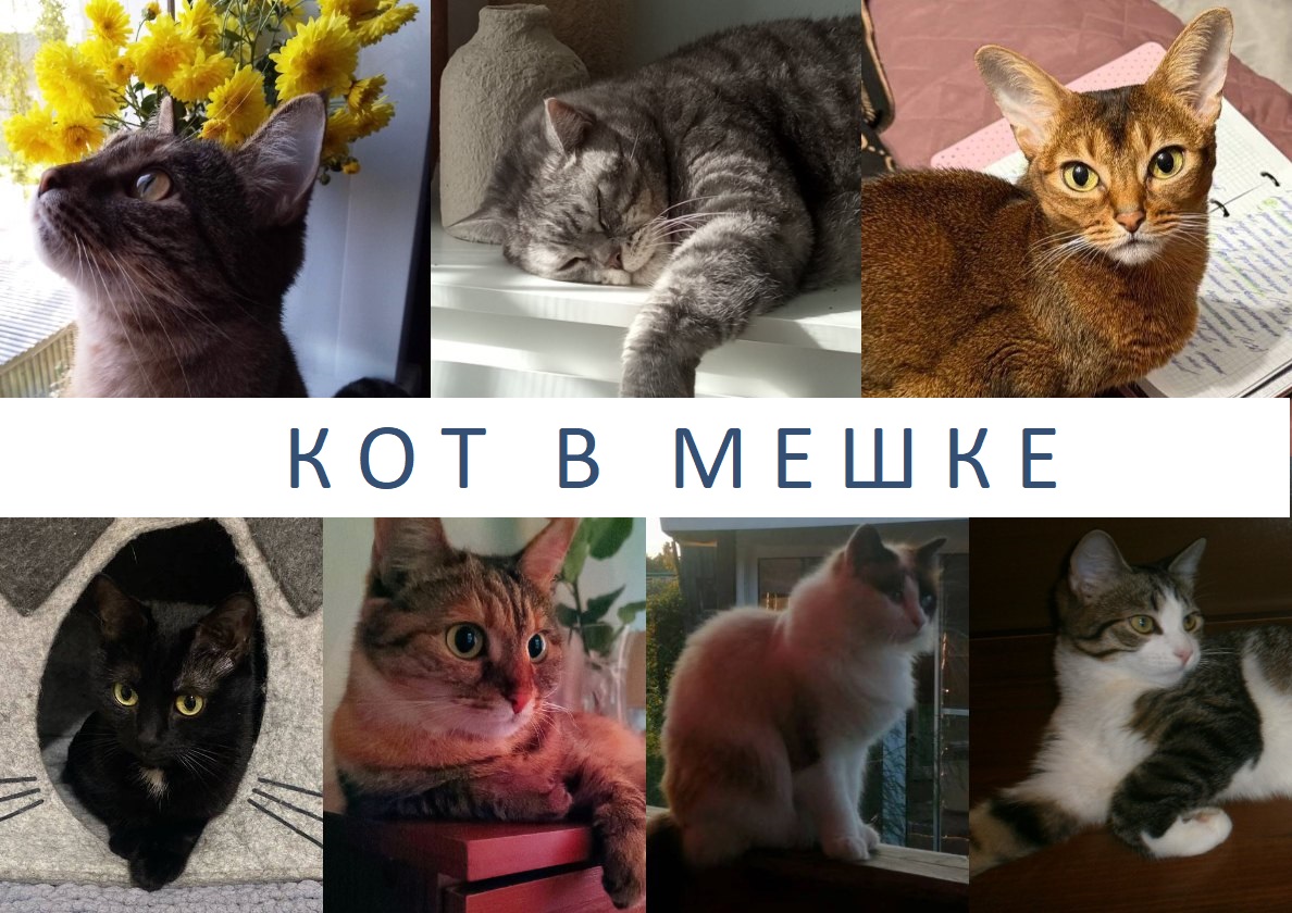 Викторина Кот в мешке 